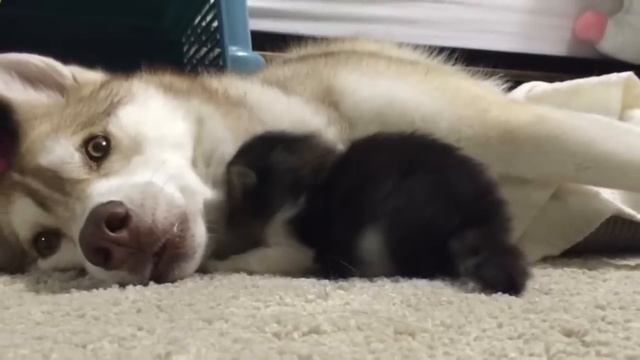 Они подобрали чуть живого котенка и принесли его домой. Реакция Хаски поразила всех смотреть онлайн