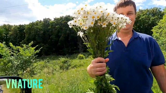 Цветы от мужа. Ромашковая #романтика?