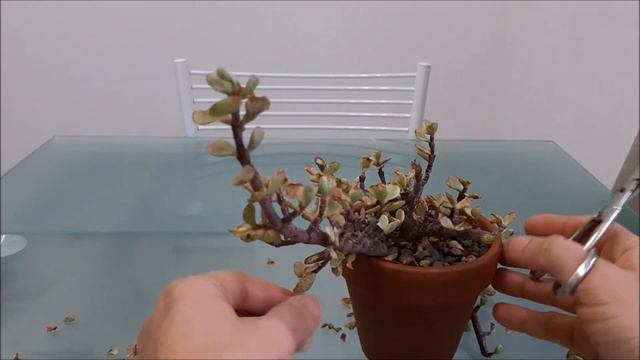 PODA RADICAL na minha Portulacaria afra variegata | Fran natura смотреть онлайн