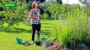 ЛИАТРИС - выращивание, уход и размножение//использование в ландшафтном дизайне