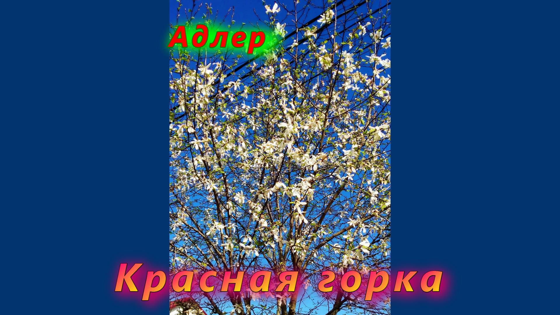 Красная горка и цветы в Адлере сегодня смотреть онлайн