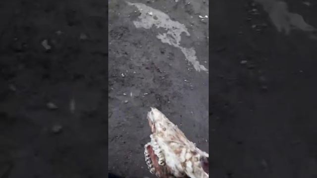 Череп коровы смотреть онлайн
