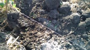 Осенняя посадка малины