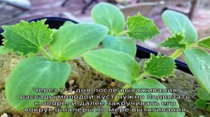 Когда высаживать рассаду огурцов в теплицу?