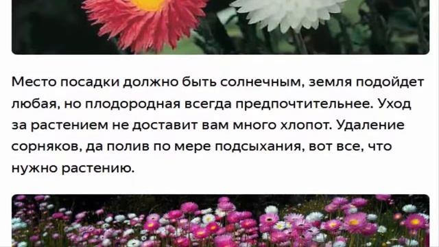Гелиптерум Акроклинум смотреть онлайн