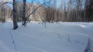 Прикормочные площадки (кормушки) для копытных животных - лося, косули