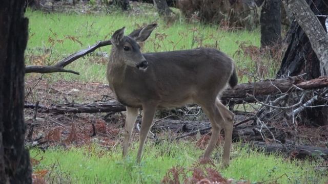 Black-tailed deer lick each other & rub-urinate смотреть онлайн