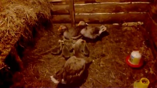 Взрослые гуси приняли инкубационных гусят.