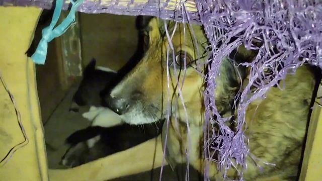 Рост и развитие млекопитающих. День двадцать третий. смотреть онлайн