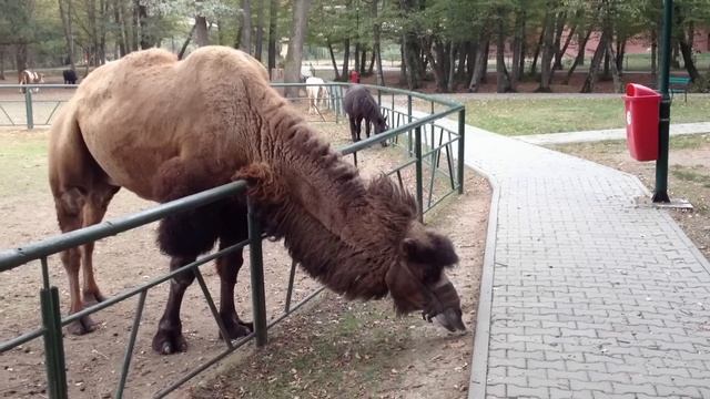 spitting camel смотреть онлайн