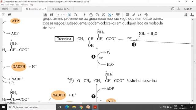 ACH5543 Aula12 - Biossíntese de Aminoácidos, Nucleotídeos e Moléculas Relacionadas - Parte 1 смотреть онлайн