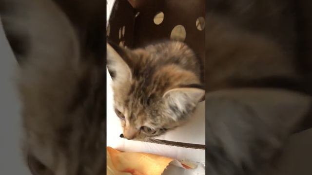 Очень нужен дом домашнему котенку который оказался на улице. СПБ и ЛО. смотреть онлайн