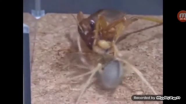 сверчок vs верблюжьей паук. смотреть онлайн