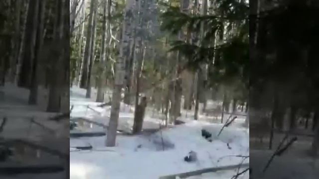 Охота на медведя, когда тот в зимней спячке... смотреть онлайн