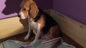 Предвестники родов у собаки. Бигль