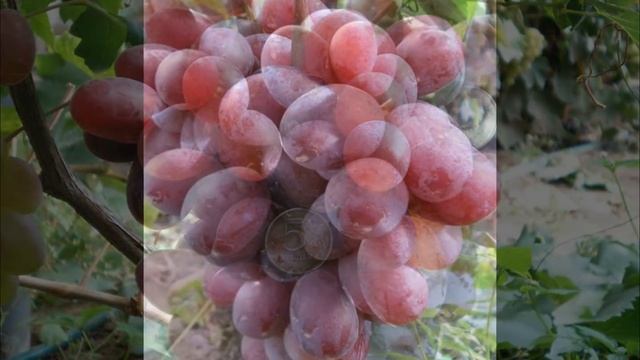 ВИНОГРАД АТАМАН И ЖОСТЕН смотреть онлайн