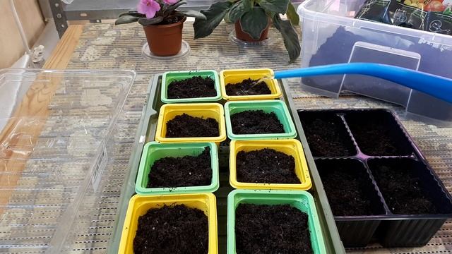 КУКУРУЗА - сеем рассаду! Как вырастить БОГАТЫЙ урожай? смотреть онлайн