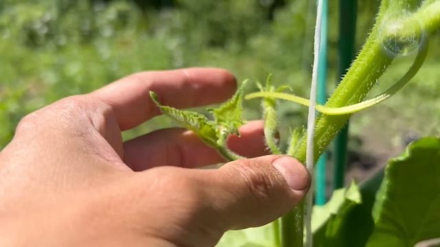 Я обалдел! Сам не ожидал! Даже хилые Огурцы сразу идут рост, не болеют и обильно плодоносят! смотреть онлайн