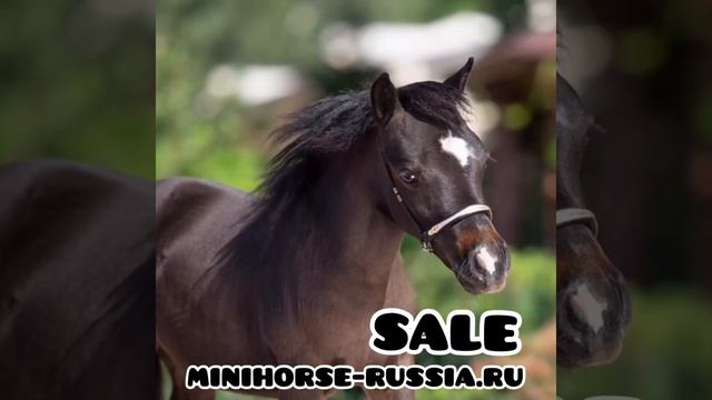 МИНИАТЮРНЫЕ ЛОШАДИ НА ПРОДАЖУ - АКЦИЯ В КСК СОЗИДАТЕЛЬ смотреть онлайн