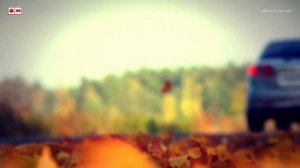 Алиса Осеннее солнце