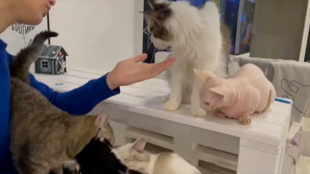 День объятия с котами в хабаровском котокафе смотреть онлайн