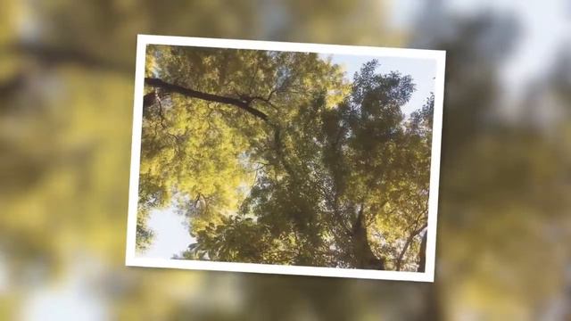 Адлер 2016 (октябрь)