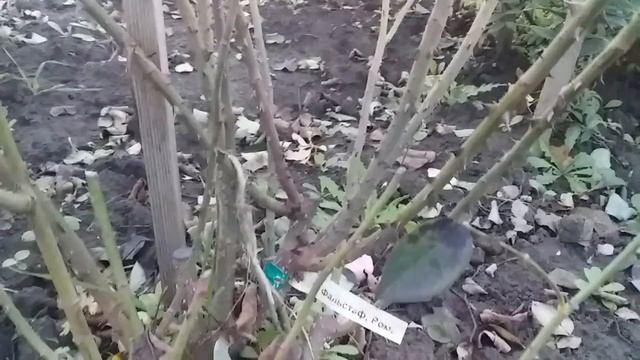 Фальстаф -Английская роза Д. Остина ( Falstaff) 5  ноября 2020 г