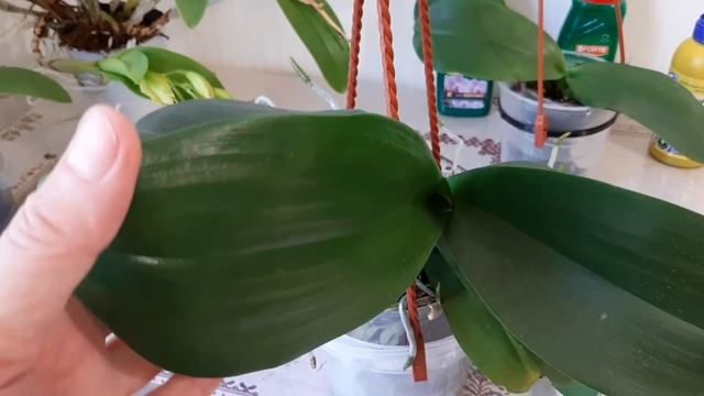 Уход за орхидеями в августе.С попугаями не соскучишься. смотреть онлайн