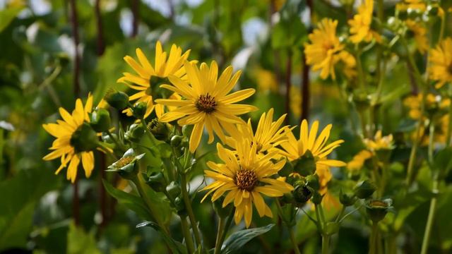 Relaxation Music 20 | Meditation Music | Ritual Music | Yoga Music смотреть онлайн