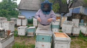 Метод Стоянова. Первое расширение без поиска матки. #мед #пчеловодство