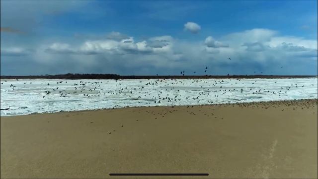 Стаи перелётных птиц заметили орнитологи на Амуре в районе уезда Сюньу смотреть онлайн
