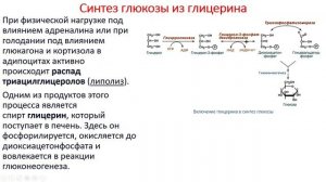 Биохимия. Лекция 50. Углеводы. Глюкозо-лактатный цикл (Кори). Глюконеогенез. Пентозофосфатный путь.