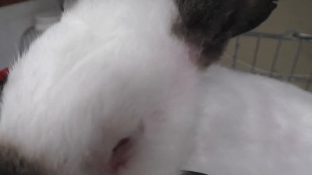 ГОВОРЯТ ЧТО КРОЛИКИ ЭТО МИЛЫЕ И ПУШИСТЫЕ ЖИВОТНЫЕ Разведение кроликов смотреть онлайн