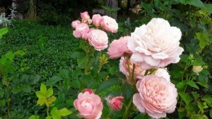 РОЗЫ  Д.ОСТИНА ЗЭ ЛЕДИ ГАРДЕНЕР, КОНСТАНС, КЕЙТ. ИЮЛЬ 2023.