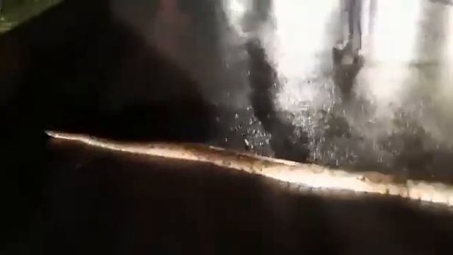 A giant python crossing the road at Shamshabad has left locals stunned. смотреть онлайн
