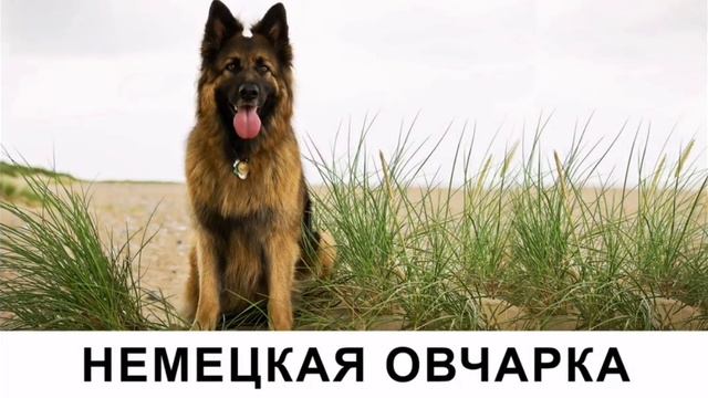 пароды сабак