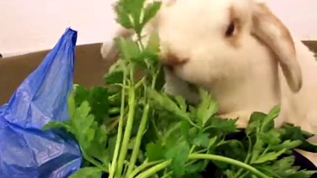 Осёлка ест кинзу и петрушку!!