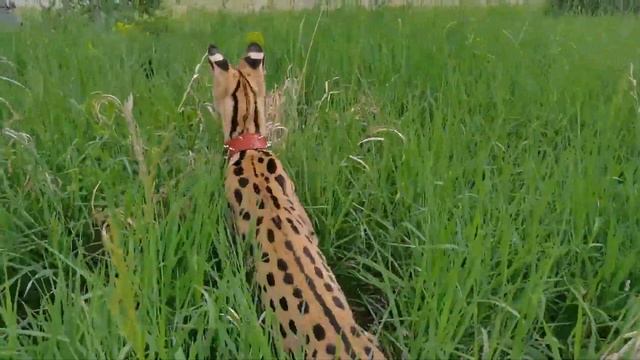СЕРВАЛ гуляет на природе смотреть онлайн