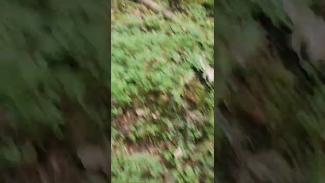 Всеволожск. Первые грибы 03.07.2020. Бонус тигр. смотреть онлайн