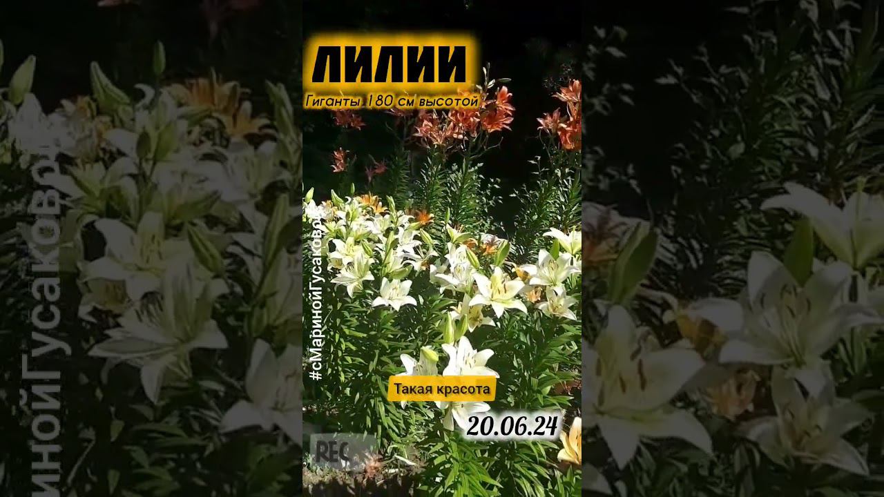 ЛИЛИИ ГИГАНТЫ Что нужно чтобы росли и цвели хорошо | с Мариной Гусаковой смотреть онлайн