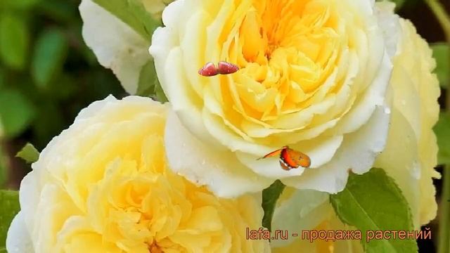 Роза парковая Пилгрим (rose the pilgrim) ? роза Пилгрим обзор: как сажать саженцы розы Пилгрим смотреть онлайн