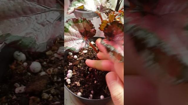 Строительная Честность