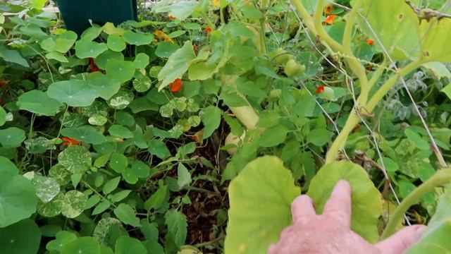 A Look Around the Allotment Garden, A Tomato Taste Test & more --- смотреть онлайн