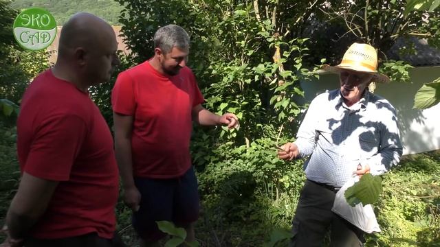 Методы прививки Грецкого ореха. Walnut grafting methods. смотреть онлайн