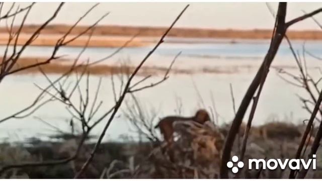Сибирь/ХМАО/охота на утку с собакой смотреть онлайн
