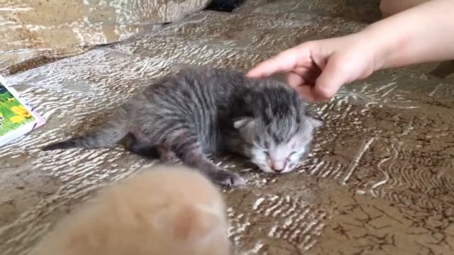 Ми ми ми! смотреть онлайн