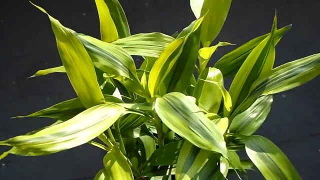 Dracena Sanderiana - Bambu da sorte verde listrado смотреть онлайн