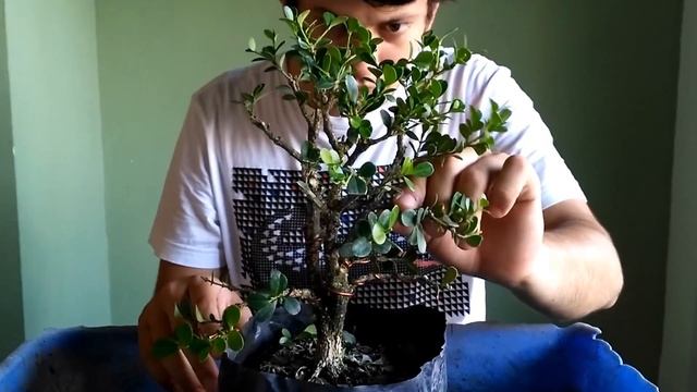 Primer diseño y trasplante de Buxus sempervirens bonsai naturalista parte 2 - Bonsai Ecuador смотреть онлайн