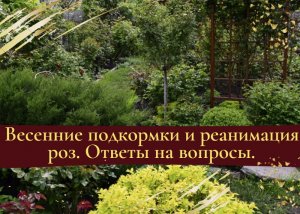 Весенние подкормки и реанимация роз. Ответы на вопросы.