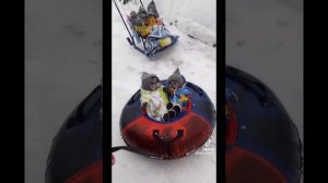 ||?басики из тт?||?•часть 4•?❄️НОВОГОДНИЙ ВЫПУСК ❄️